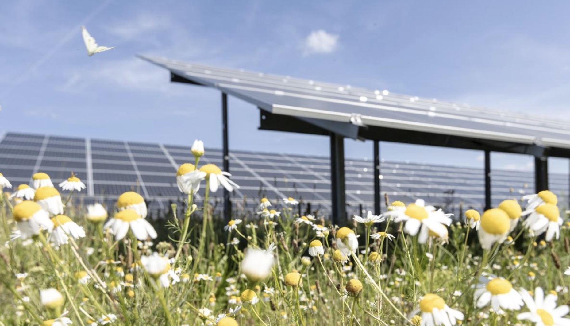 Wenn die Kommunen profitieren: Solarparks in der Lausit